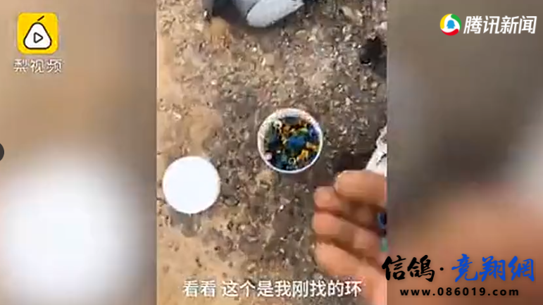 心痛！上千信鸽训飞死亡尸体遍地，鸽会称无力赔偿