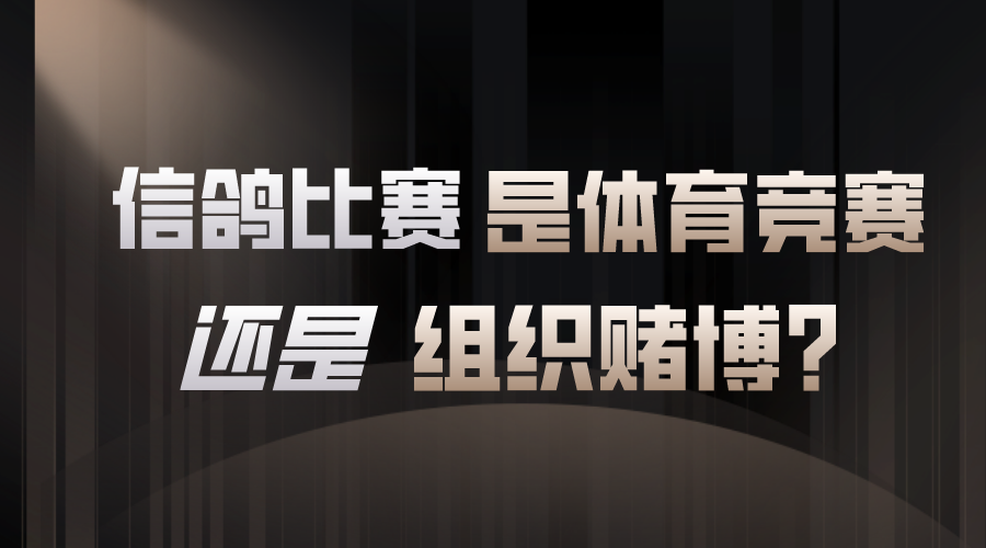 信鸽比赛是体育竞赛还是赌博？