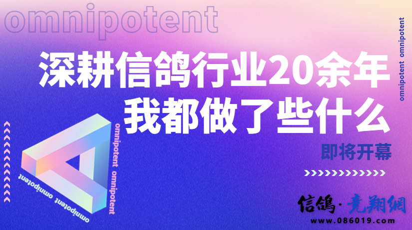 深耕信鸽行业20余年，我都做了些什么